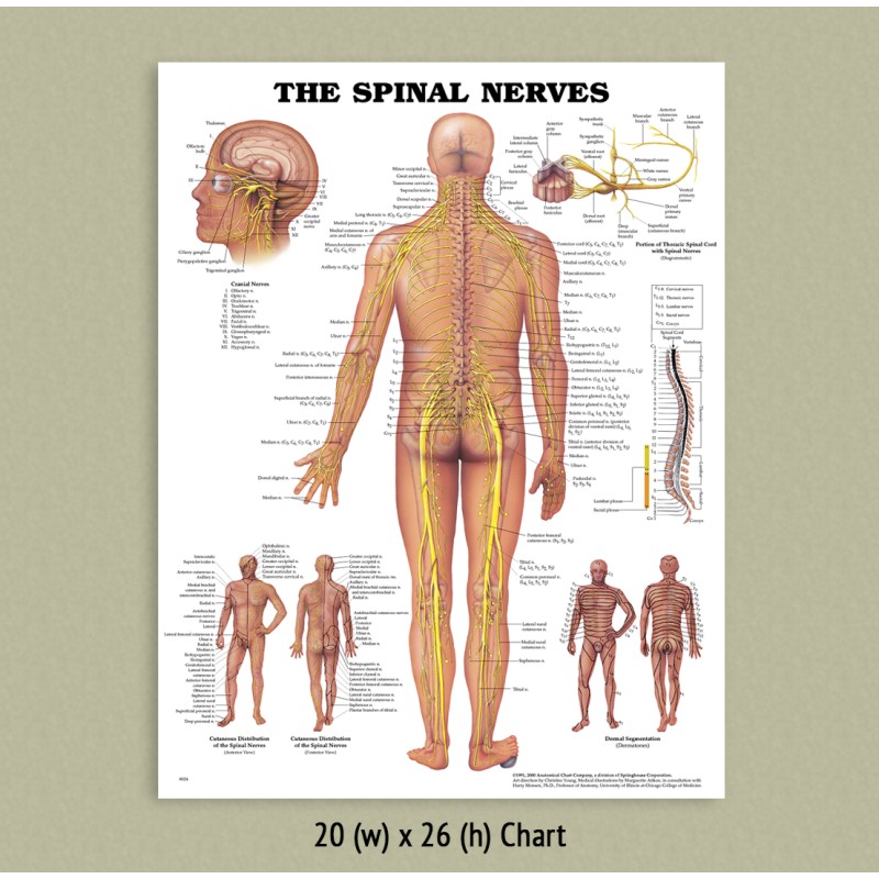Back Talk Systems, Colorado »Spinal Nerves Anatomical Chart